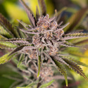 Slurricane (Zamnesia Seeds) Feminiserede