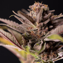 Slurricane (Zamnesia Seeds) Feminiserede