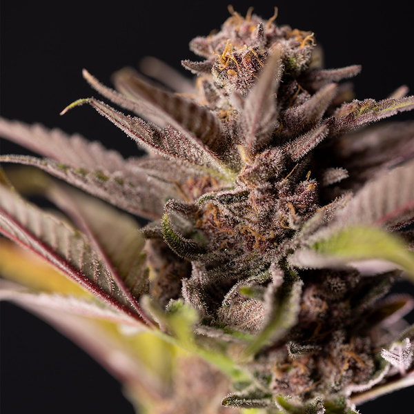 Slurricane (Zamnesia Seeds) Feminiserede