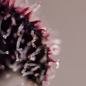 Slurricane (Zamnesia Seeds) Feminiserede