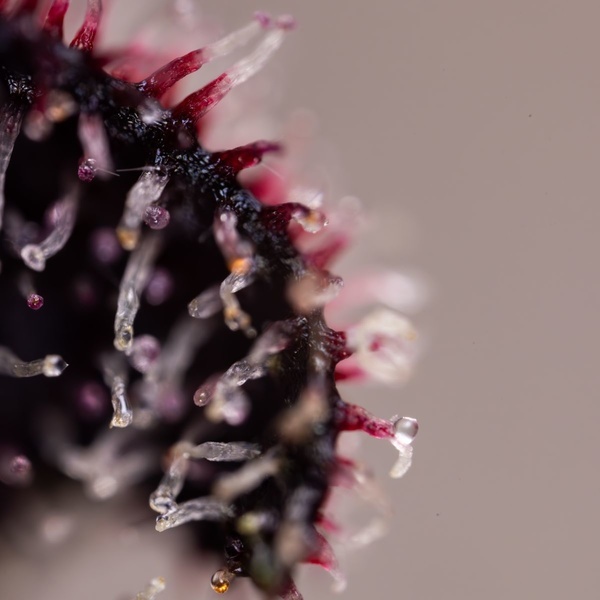 Slurricane (Zamnesia Seeds) Feminiserede