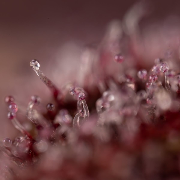 Slurricane (Zamnesia Seeds) Feminiserede