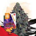 Slurricane Autoflower (Zamnesia Seeds) Feminiserede