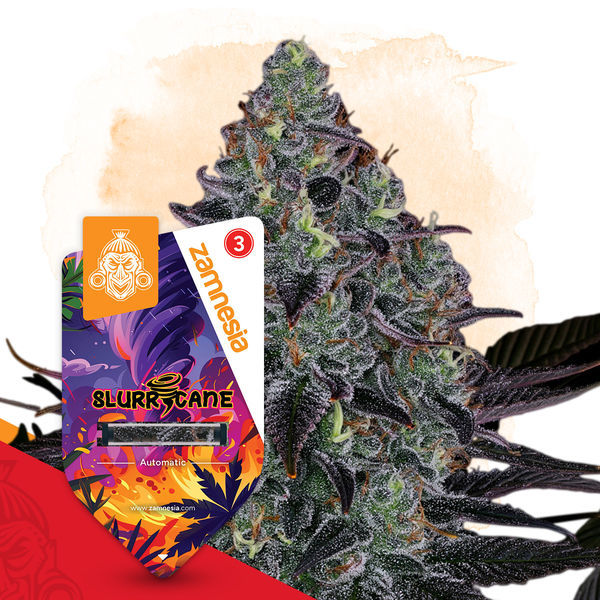 Slurricane Autoflower (Zamnesia Seeds) Feminiserede