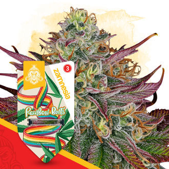 Rainbow Belts (Zamnesia Seeds) Feminiserede