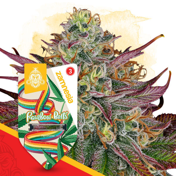 Rainbow Belts (Zamnesia Seeds) Feminiserede
