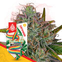 Rainbow Belts Autoflower (Zamnesia Seeds) Feminiserede