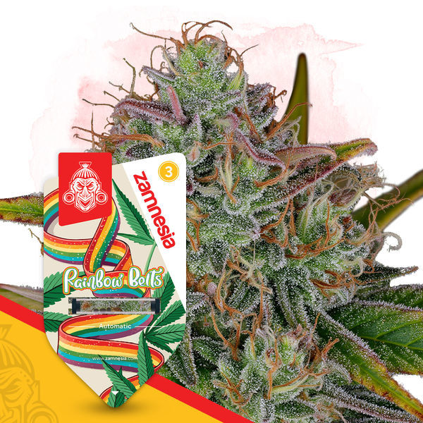 Rainbow Belts Autoflower (Zamnesia Seeds) Feminiserede