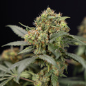 White Truffle (Zamnesia Seeds) Feminiserede