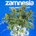 White Truffle (Zamnesia Seeds) Feminiserede