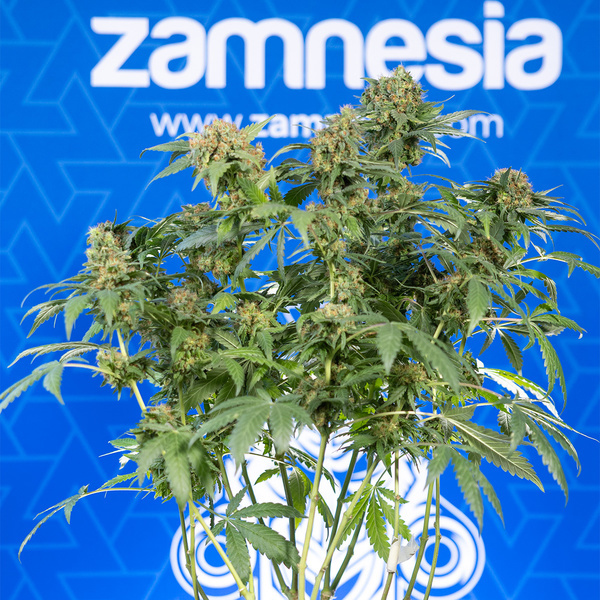 White Truffle (Zamnesia Seeds) Feminiserede