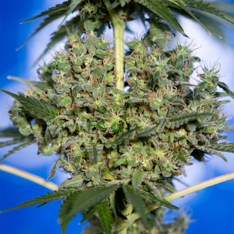 White Truffle (Zamnesia Seeds) Feminiserede