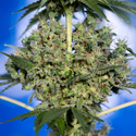 White Truffle (Zamnesia Seeds) Feminiserede