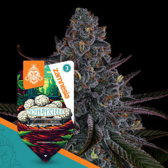 White Truffle Autoflower (Zamnesia Seeds) Feminiserede