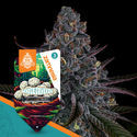 White Truffle Autoflower (Zamnesia Seeds) Feminiserede