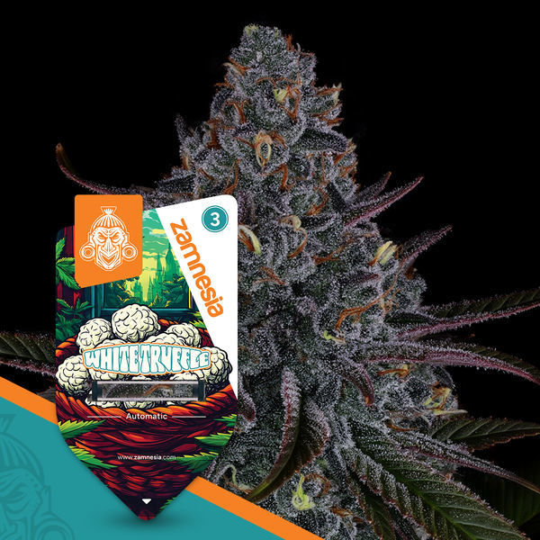 White Truffle Autoflower (Zamnesia Seeds) Feminiserede