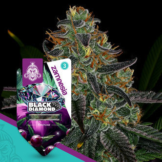 Black Diamond (Zamnesia Seeds) feminiserede