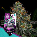 Black Diamond (Zamnesia Seeds) Feminiserede