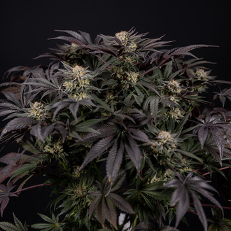 Black Diamond (Zamnesia Seeds) Feminiserede