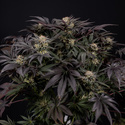 Black Diamond (Zamnesia Seeds) Feminiserede