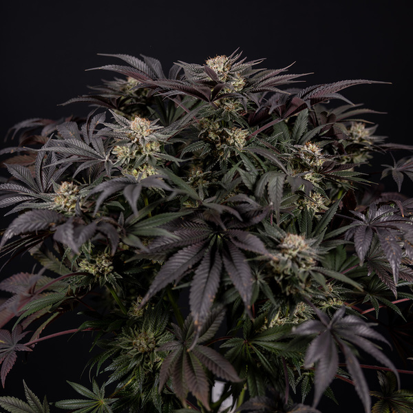 Black Diamond (Zamnesia Seeds) Feminiserede