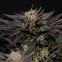 Black Diamond (Zamnesia Seeds) Feminiserede