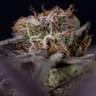 Black Diamond (Zamnesia Seeds) Feminiserede