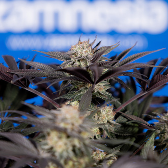 Black Diamond (Zamnesia Seeds) Feminiserede