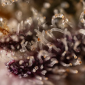 Black Diamond (Zamnesia Seeds) Feminiserede