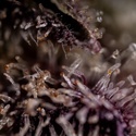 Black Diamond (Zamnesia Seeds) Feminiserede