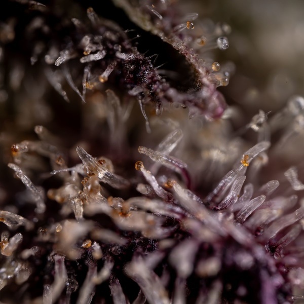 Black Diamond (Zamnesia Seeds) Feminiserede