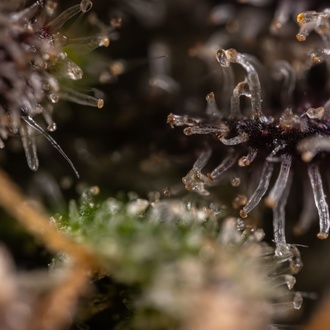 Black Diamond (Zamnesia Seeds) Feminiserede