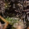 Black Diamond (Zamnesia Seeds) Feminiserede