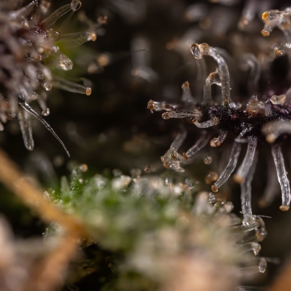 Black Diamond (Zamnesia Seeds) Feminiserede