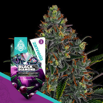 Black Diamond Autoflower (Zamnesia Seeds) Feminiserede