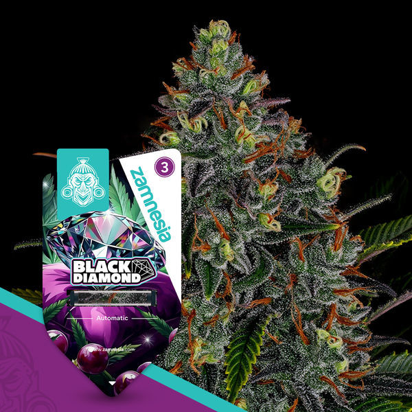 Black Diamond Autoflower (Zamnesia Seeds) Feminiserede