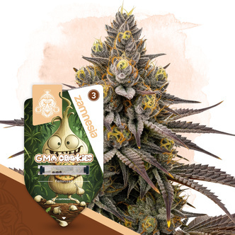 GMO Cookies (Zamnesia Seeds) feminiserede cannabisfr&oslash;