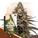 GMO Cookies (Zamnesia Seeds) Feminiserede