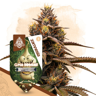 GMO Cookies Autoflower (Zamnesia Seeds) feminiserede cannabisfr&oslash;