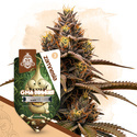 GMO Cookies Autoflower (Zamnesia Seeds) Feminiserede