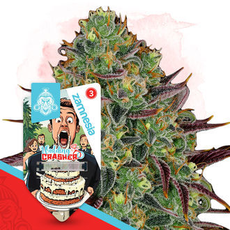 Wedding Crasher (Zamnesia Seeds) Feminiserede