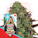 Wedding Crasher (Zamnesia Seeds) Feminiserede