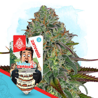 Wedding Crasher Automatic (Zamnesia Seeds) feminiserede