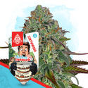 Wedding Crasher Autoflower (Zamnesia Seeds) Feminiserede