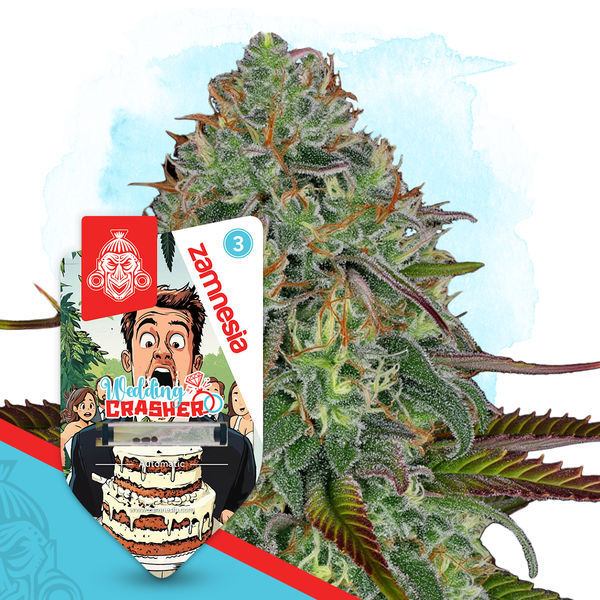 Wedding Crasher Autoflower (Zamnesia Seeds) Feminiserede