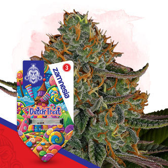 Dutch Treat (Zamnesia Seeds) Feminiserede cannabisfr&oslash;