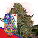 Dutch Treat (Zamnesia Seeds) Feminiserede