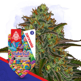 Dutch Treat Autoflower (Zamnesia Seeds) Feminiserede