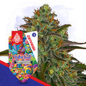 Dutch Treat Autoflower (Zamnesia Seeds) Feminiserede