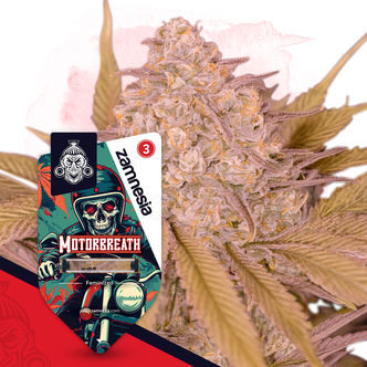 Motorbreath (Zamnesia Seeds) feminiserede cannabisfr&oslash;